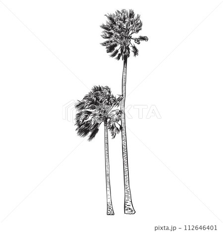 Palm tree sketch 112646401