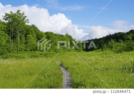 夏の駒止湿原 112646471