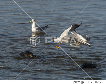 大和川で魚を捕る川鵜とウミネコ 112646472