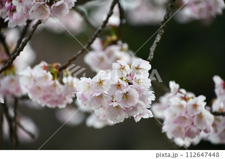 京都 嵐山 法輪寺の桜 112647448