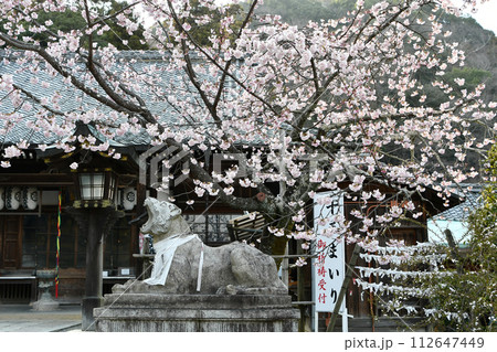 京都 嵐山 法輪寺の桜 京都 嵐山 法輪寺の桜 112647449