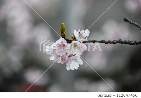 京都 嵐山 法輪寺の桜 112647450