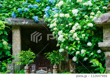 京都府木津川市加茂町の岩船寺の紫陽花を撮影 京都府木津川市加茂町の岩船寺の紫陽花を撮影 112647466