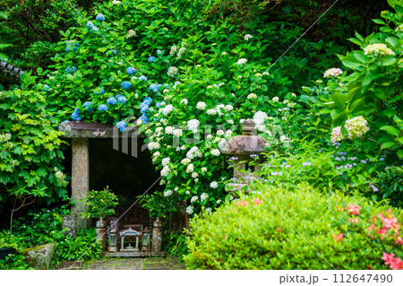 京都府木津川市加茂町の岩船寺の紫陽花を撮影 京都府木津川市加茂町の岩船寺の紫陽花を撮影 112647490
