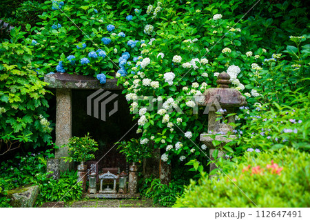 京都府木津川市加茂町の岩船寺の紫陽花を撮影 112647491