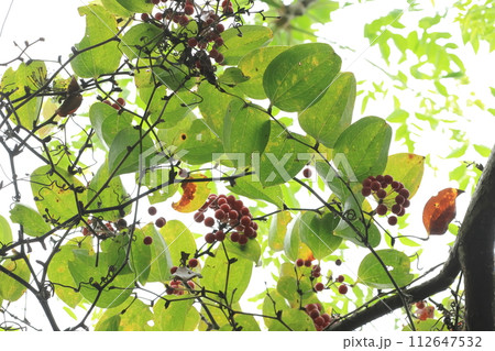 自然　植物　オキナワサルトリイバラ、三月の石垣島で。赤い実は冬中楽しめるようです 112647532