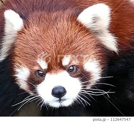 可愛いレッサーパンダ 112647547