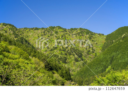 爽やかな青空と鮮やかな新緑が美しい初夏の風景 112647659