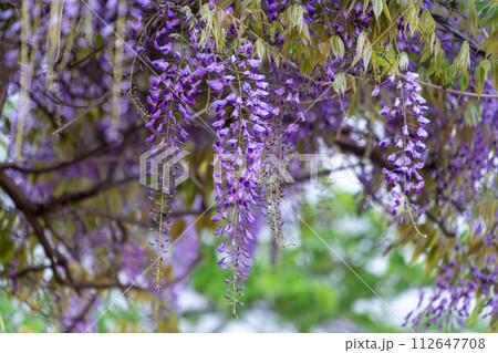 新緑に包まれた藤の花 112647708