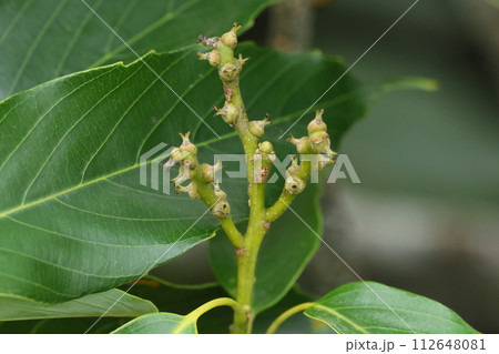 自然 植物 オキナワウラジロガシ、三月の雌花。三つに分かれた柱頭と膨らみ始めた子房が見えます 自然 植物 オキナワウラジロガシ、三月の雌花。三つに分かれた柱頭と膨らみ始めた子房が見えます 112648081