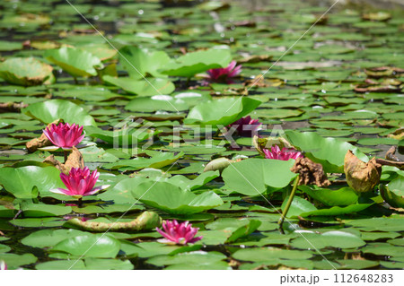 池に浮かんで咲く蓮の花と葉っぱ 112648283