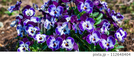 春の花壇に咲く紫色のパンジーの花 春の花壇に咲く紫色のパンジーの花 112648404