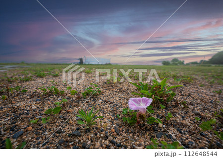 初夏の滋賀県守山市今浜町地第1なぎさ公園付近の琵琶湖の浜辺にピンクの花が一面に広がるハマヒルガオ 初夏の滋賀県守山市今浜町地第1なぎさ公園付近の琵琶湖の浜辺にピンクの花が一面に広がるハマヒルガオ 112648544