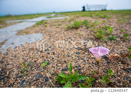 初夏の滋賀県守山市今浜町地第1なぎさ公園付近の琵琶湖の浜辺にピンクの花が一面に広がるハマヒルガオ 112648547
