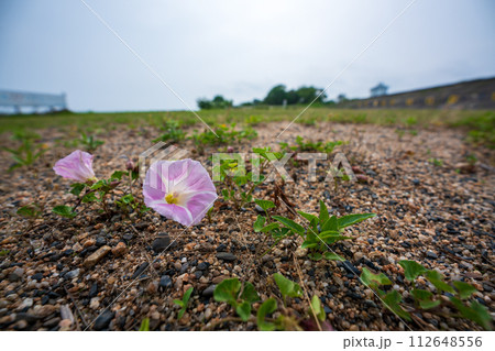 初夏の滋賀県守山市今浜町地第1なぎさ公園付近の琵琶湖の浜辺にピンクの花が一面に広がるハマヒルガオ 112648556