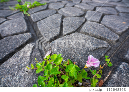 初夏の滋賀県守山市今浜町地第1なぎさ公園付近の琵琶湖の浜辺にピンクの花が一面に広がるハマヒルガオ 112648568