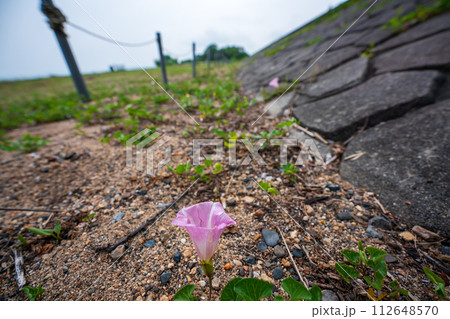 初夏の滋賀県守山市今浜町地第1なぎさ公園付近の琵琶湖の浜辺にピンクの花が一面に広がるハマヒルガオ 112648570