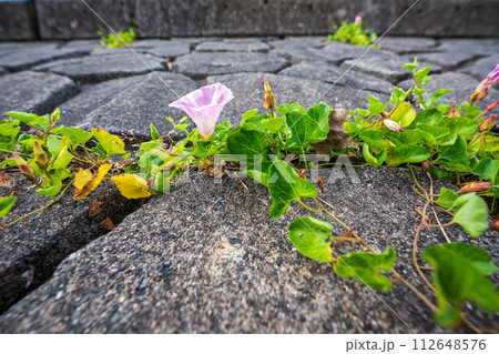 初夏の滋賀県守山市今浜町地第1なぎさ公園付近の琵琶湖の浜辺にピンクの花が一面に広がるハマヒルガオ 112648576