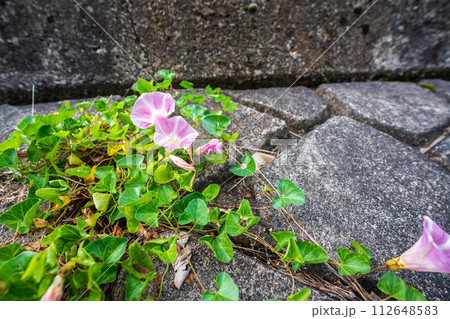 初夏の滋賀県守山市今浜町地第1なぎさ公園付近の琵琶湖の浜辺にピンクの花が一面に広がるハマヒルガオ 初夏の滋賀県守山市今浜町地第1なぎさ公園付近の琵琶湖の浜辺にピンクの花が一面に広がるハマヒルガオ 112648583
