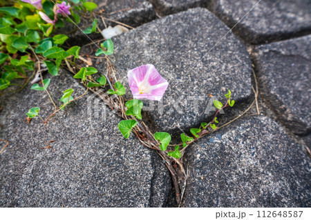 初夏の滋賀県守山市今浜町地第1なぎさ公園付近の琵琶湖の浜辺にピンクの花が一面に広がるハマヒルガオ 112648587
