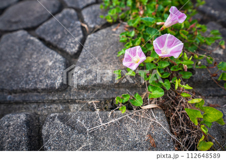 初夏の滋賀県守山市今浜町地第1なぎさ公園付近の琵琶湖の浜辺にピンクの花が一面に広がるハマヒルガオ 初夏の滋賀県守山市今浜町地第1なぎさ公園付近の琵琶湖の浜辺にピンクの花が一面に広がるハマヒルガオ 112648589