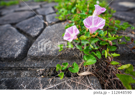 初夏の滋賀県守山市今浜町地第1なぎさ公園付近の琵琶湖の浜辺にピンクの花が一面に広がるハマヒルガオ 112648590