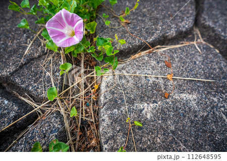 初夏の滋賀県守山市今浜町地第1なぎさ公園付近の琵琶湖の浜辺にピンクの花が一面に広がるハマヒルガオ 初夏の滋賀県守山市今浜町地第1なぎさ公園付近の琵琶湖の浜辺にピンクの花が一面に広がるハマヒルガオ 112648595