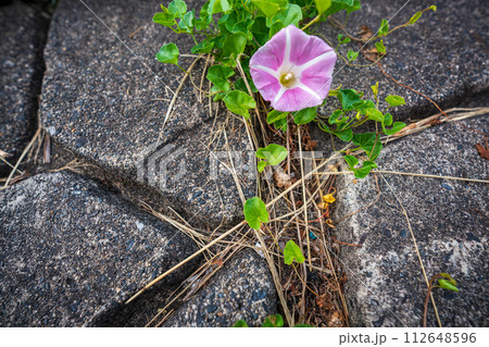 初夏の滋賀県守山市今浜町地第1なぎさ公園付近の琵琶湖の浜辺にピンクの花が一面に広がるハマヒルガオ 112648596