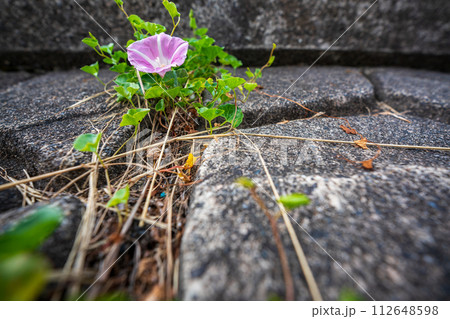 初夏の滋賀県守山市今浜町地第1なぎさ公園付近の琵琶湖の浜辺にピンクの花が一面に広がるハマヒルガオ 112648598