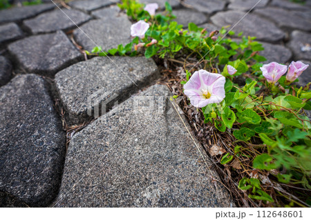 初夏の滋賀県守山市今浜町地第1なぎさ公園付近の琵琶湖の浜辺にピンクの花が一面に広がるハマヒルガオ 112648601