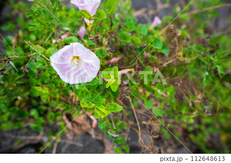 初夏の滋賀県守山市今浜町地第1なぎさ公園付近の琵琶湖の浜辺にピンクの花が一面に広がるハマヒルガオ 112648613