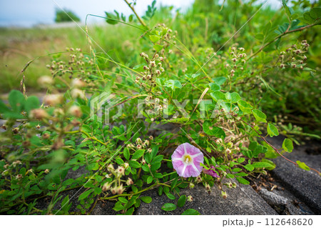 初夏の滋賀県守山市今浜町地第1なぎさ公園付近の琵琶湖の浜辺にピンクの花が一面に広がるハマヒルガオ 112648620