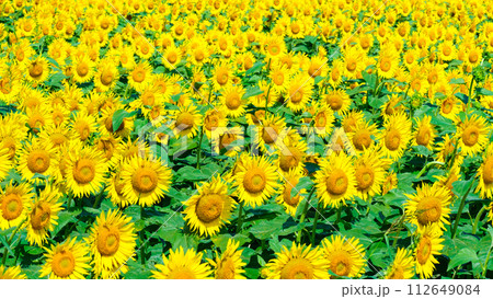 ひまわり（津南ひまわり広場） 112649084