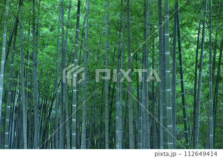京都八幡市・石清水八幡宮の竹林 112649414