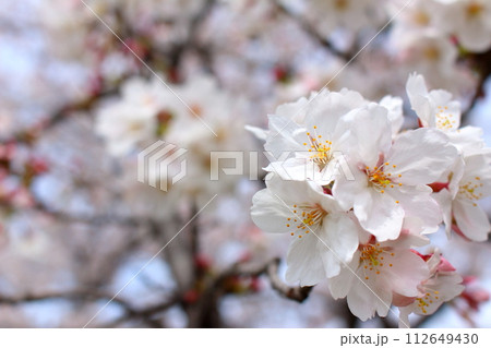可愛らしい桜の花びらのアップ 112649430
