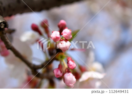 咲き始めた桜の花をアップで 112649431