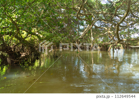 Trees in Rayong Botanical Garden, Old Paper Bark Forest, tropical forest with lake or river and reflection in national park and mountain or hill in Thailand. Natural landscape background. Trees in Rayong Botanical Garden, Old Paper Bark Forest, tropical forest with lake or river and reflection in national park and mountain or hill in Thailand. Natural landscape background. 112649544