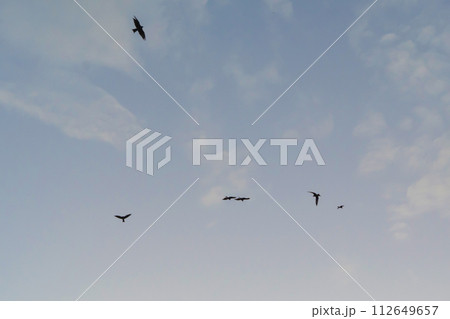 birds flying isolated on sky. Wildlife Animal birds flying isolated on sky. Wildlife Animal 112649657