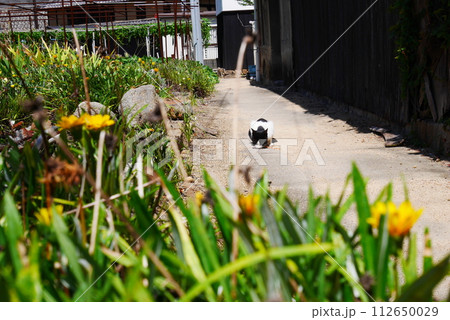 猫の島として有名な岡山県真鍋島の猫 猫の島として有名な岡山県真鍋島の猫 112650029
