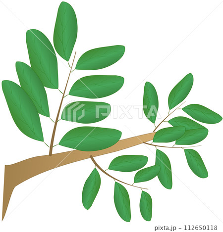 illustration of branch with green leaves illustration of branch with green leaves 112650118