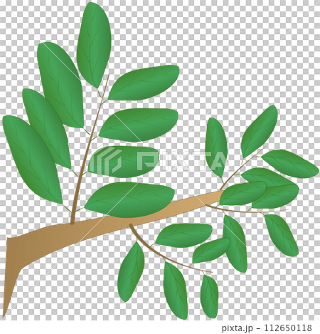 illustration of branch with green leaves illustration of branch with green leaves 112650118