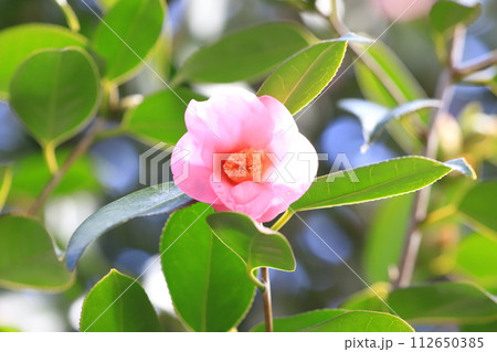 ピンク色の椿　紺侘助椿（わびすけつばき）　　　 112650385