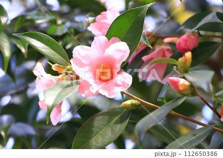 ピンク色の椿　紺侘助椿（わびすけつばき）　　　 112650386