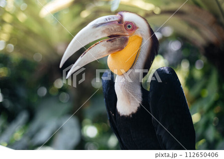 The wreathed hornbill Rhyticeros undulatus, also called bar-pouched wreathed hornbill The wreathed hornbill Rhyticeros undulatus, also called bar-pouched wreathed hornbill 112650406