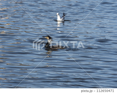 獲物を探す川鵜とウミネコ 112650471