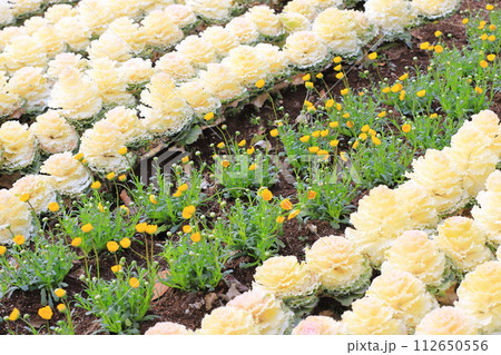 一面に植えられた葉牡丹（ハボタン） 112650556