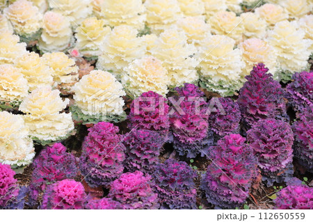 一面に植えられた葉牡丹(ハボタン) 一面に植えられた葉牡丹(ハボタン) 112650559