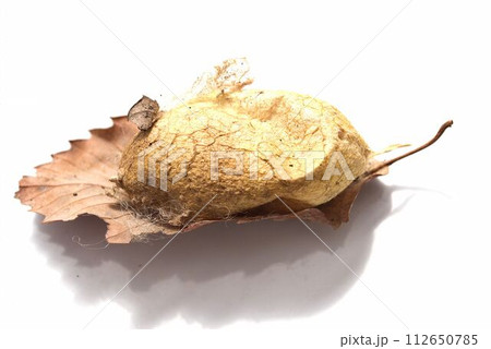 落ち葉についてるヤママユの繭 112650785