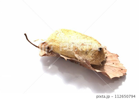 落ち葉についてるヤママユの繭 落ち葉についてるヤママユの繭 112650794