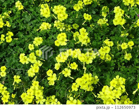 3月の花 3月の花 112650973